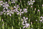 Eastern fringed catchfly